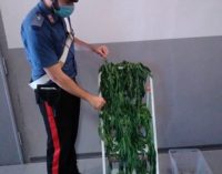 MEDE 03/08/2020: Coltiva piante di Marijuana nella camera da letto. 55enne arrestato dai Carabinieri