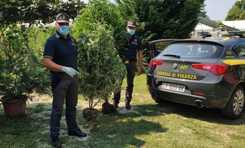 MONTICELLI PAVESE 12/08/2020: Finanza scopre piantagione di marijuana. Denunciato il proprietario del terreno