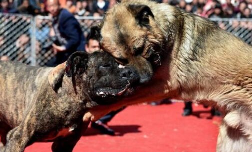 VOGHERA PAVIA 14/10/2020: Animali. Enpa rilancia la campagna “Mai più ring” a sostegno del recupero dei cani da combattimento