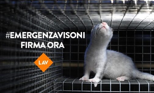 PAVIA VOGHERA 23/10/2020: Animali. La petizione della Lav per chiudere gli allevamenti di visoni