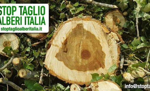 PAVIA VOGHERA OLTREPO 18/03/2021: Contro l’abbattimento indiscriminato degli alberi in provincia (e in Italia) è nato il gruppo fb STAI. “Abbiamo l’obbligo morale di mobilitarci e reagire”