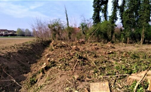 PAVIA OLTREPO 29/03/2021: Natura. Non si fermano in provincia i tagli degli alberi selvatici. E nemmeno le potature estreme dei fusti. Gli ultimi casi