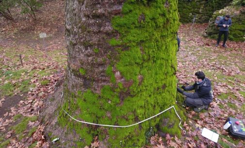 PAVIA 22/03/2021: Buone notizie per il Platano dell’Orto Botanico. La visita dice che gode di “ottima salute”. Ora serve la stessa attenzione per gli alberi selvatici presenti nelle campagne