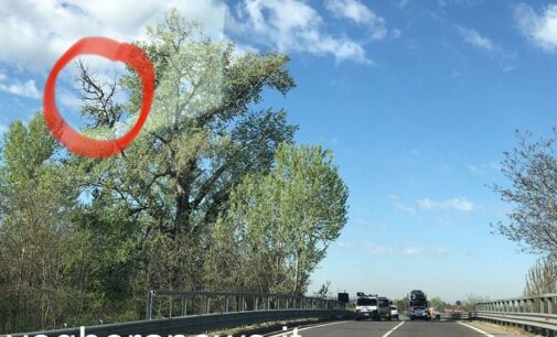 VOGHERA 07/04/2021: Rami secchi sulla cima. Acciaccato l’albero della Piccola Vedetta Lombarda lungo la Tangenziale