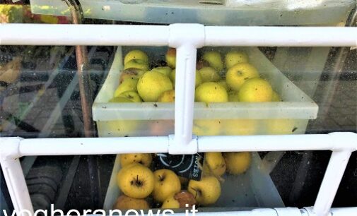 VOGHERA 28/05/2021: Frutta e verdura marcia nel negozio chiuso da tempo . Preoccupati gli inquilini