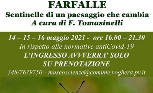 VOGHERA 12/05/2021: Le Farfalle. Specie messa in pericolo da pesticidi e taglio di siepi e alberi. Una mostra alla Pagano