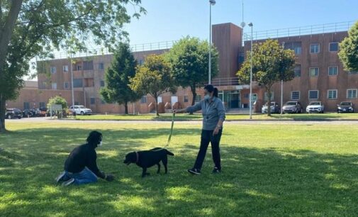 PAVIA 04/06/2021: Cani “vogheresi” al carcere di Pavia per aiutare i detenuti nel percorso riabilitativo