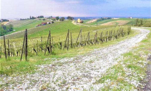 OLTREPO PAVESE 03/07/2021: Grandinata. Stanziati 20 milioni. Una banca al fianco delle aziende agricole colpite