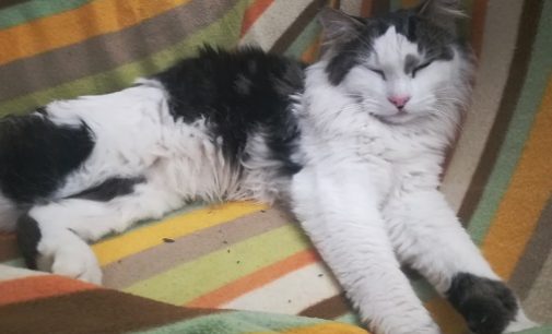 VOGHERA 25/08/2021: Il gatto Giorgione non torna a casa da giorni. Qualcuno lo ha visto?