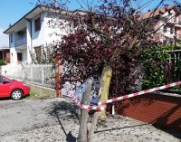 VOGHERA 03/08/2021: Nubifragio. Un altro albero caduto durante la bufera di ieri