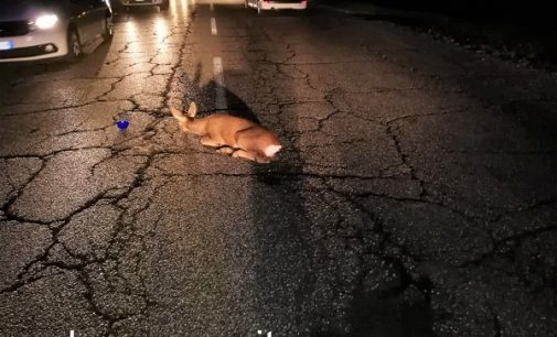 VOGHERA 08/11/2021: Capriolo attraversa la strada e viene travolto. Soccorso e salvato