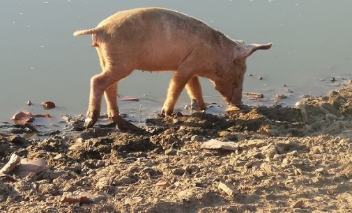 CILAVEGNA 29/11/2021: 100 suini e bovini da salvare. La Lav fa appello alle Istituzioni per trovare loro una collocazione che li salvi