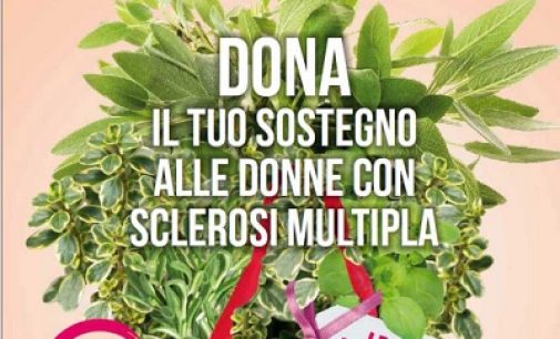 VOGHERA PAVIA PROVINCIA 15/02/2022: Timo Maggiorana Salvia. L’AISM per la Festa della Donna organizza “Erbe Aromatiche” per aiutare le donne con la Sclerosi multipla