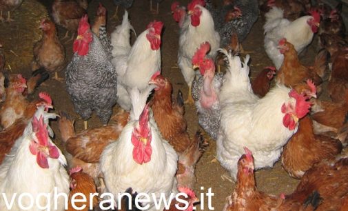 PAVIA E PROVINCIA 07/11/2022: Infezione di aviaria in un allevamento intensivo. Strage di animali. Eliminati 10mila polli e anatre
