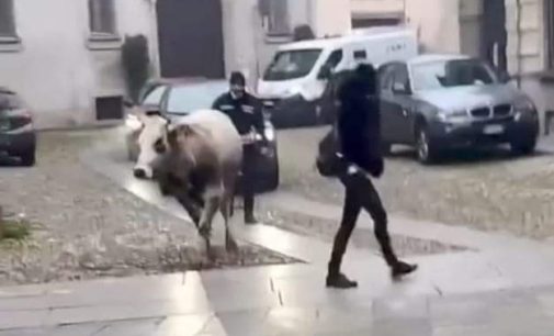 PAVIA 18/02/2022: Animali in provincia. Una mucca che cammina in mezzo al traffico. Questa mattina in città (FOTO VIDEO)