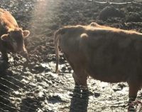 RIVANAZZANO 21/03/2022: Presunti maltrattamenti ai bovini. Dopo la denuncia della Leal la Procura sequestra gli animali