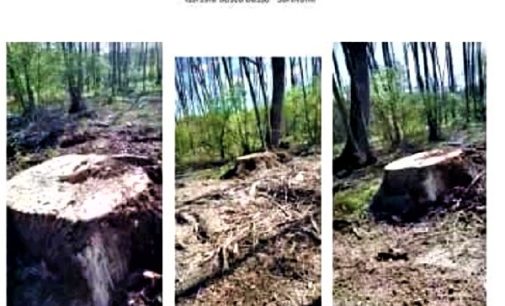 PAVIA & PROVINCIA 28/04/2022: Natura. Alberi in pericolo in tutta la provincia. Un’associazione lomellina denuncia la “Radicale ed eccessiva pulizia dei boschi”