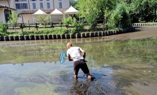 PAVIA ZINASCO 06/07/2022: Salvate le tartarughe del laghetto. A portarle al sicuro l’associazione Progetto Cuori Liberi. Ecco come aiutarla a mantenerle