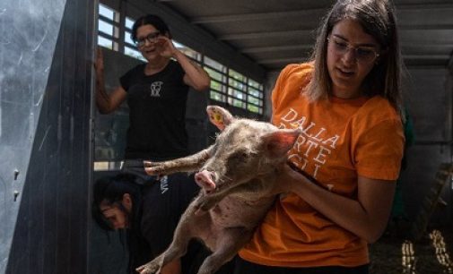 CILAVEGNA 14/07/2022: Animali in provincia. Affidati alla Lav 61 Suini maltrattati. Ora un appello perchè la storia non si ripeta e per trovare una sistemazione degli animali