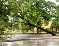 VOGHERA 04/07/2022: Nubifragio improvviso abbatte molti alberi. Minuti di paura in molte zone della città. Vento e danni anche in Valle Staffora e in diverse zone dell’Oltrepo pavese