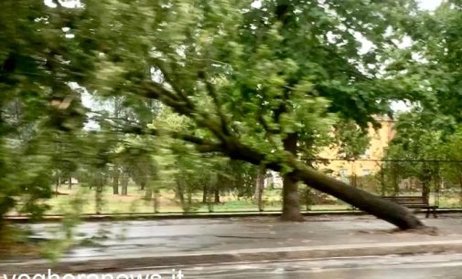 VOGHERA 04/07/2022: Nubifragio improvviso abbatte molti alberi. Minuti di paura in molte zone della città. Vento e danni anche in Valle Staffora e in diverse zone dell’Oltrepo pavese