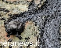 PAVIA 05/07/2022: L’agonia delle tartarughe della Vernavola (FOTO VIDEO). La siccità ha svuotato il loro laghetto ed ora vagano nel fango rischiando di soffocare. QUELLA IN FOTO E’ UNA TARTARUGA