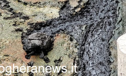 PAVIA 05/07/2022: L’agonia delle tartarughe della Vernavola (FOTO VIDEO). La siccità ha svuotato il loro laghetto ed ora vagano nel fango rischiando di soffocare. QUELLA IN FOTO E’ UNA TARTARUGA