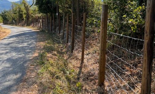 PAVIA 11/08/2022: Peste suina. Barriere fra Lombardia e Piemonte per fermare i cinghiali. In Lombardia e Oltrepo Pavese corsa agli abbattimenti