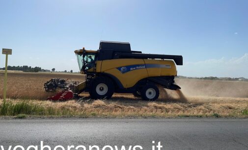 PAVIA & PROVINCIA 19/09/2022: Agricoltura. Scattata la raccolta del riso. Ma la produzione crolla (-200 milioni di kg). Coldiretti. Assenza di piogge e siccità hanno compromesso i raccolti