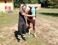 VIGEVANO 13/09/2022: Animali. Vigili del fuoco in soccorso di un cavallo finito nel Naviglio