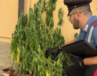 CANNETO PAVESE 27/10/2022: Produzione e detenzione ai fini di spaccio di sostanze stupefacenti. 18enne arrestato dai Carabinieri. Girava in paese con un pugnale