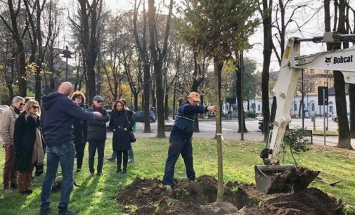 VOGHERA 22/11/2022: Festa Nazionale dell’Albero. Piantati due nuovi alberi in piazza Meardi