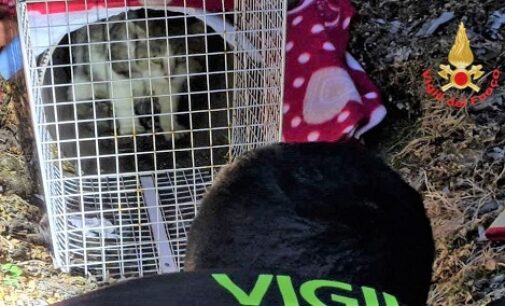 VERRUA PO 17/04/2023: Gatto intrappolato in un condotto di scolo. Salvato dai vigili del fuoco