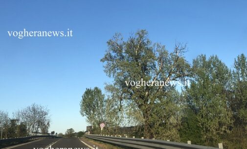 VOGHERA 12/05/2023: “Albero della Piccola Vedetta Lombarda”. L’Udc chiede di rinnovare la segnaletica