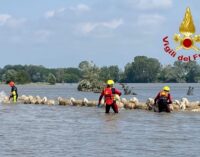 CERVESINA 25/05/2023: Ancora interventi dei vigili del fuoco di Pavia per salvare ovini a rischio annegamento nel Po
