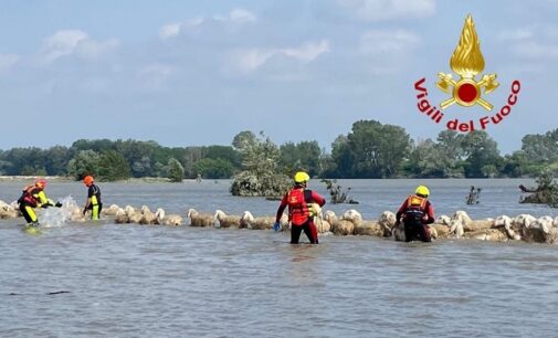 CERVESINA 25/05/2023: Ancora interventi dei vigili del fuoco di Pavia per salvare ovini a rischio annegamento nel Po