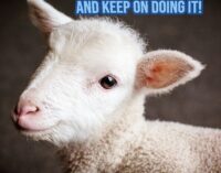 ANIMALI 28/03/2024: “A Pasqua salva una vita”. l’Organizzazione internazionale Oipa lancia una campagna web e social per salvare gli agnellini
