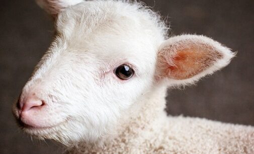 ANIMALI 28/03/2024: “A Pasqua salva una vita”. l’Organizzazione internazionale Oipa lancia una campagna web e social per salvare gli agnellini
