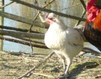CASEI GEROLA 16/05/2024: Allevamento con 60.000 galline. La Lav: “Accanto a cittadini e amministratori locali contro il progetto mostro”