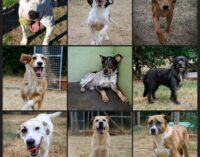 GODIASCO TORRAZZA COSTE 01/10/2026: Giornata Mondiale degli animali. Domenica a Torrazza si fa festa con il rifugio Amici di Gigia. Tutti invitati
