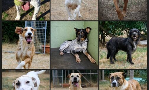 GODIASCO TORRAZZA COSTE 01/10/2026: Giornata Mondiale degli animali. Domenica a Torrazza si fa festa con il rifugio Amici di Gigia. Tutti invitati